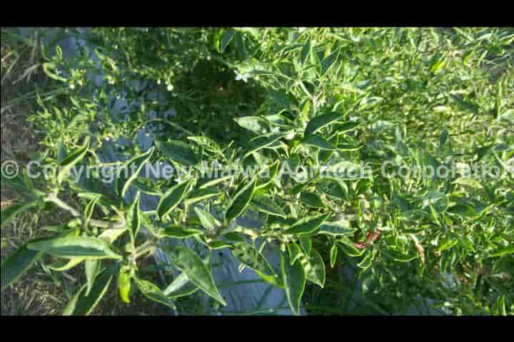 natural virucide disinfectant for plants